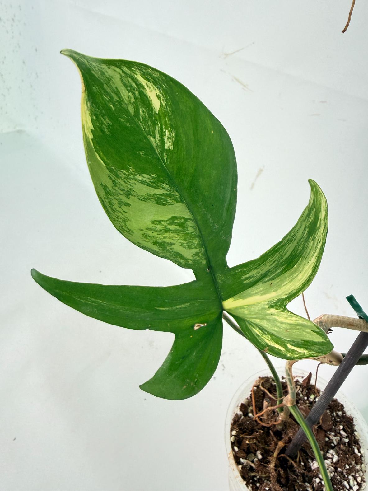 Philodendron Florida Beauty Variegata 07