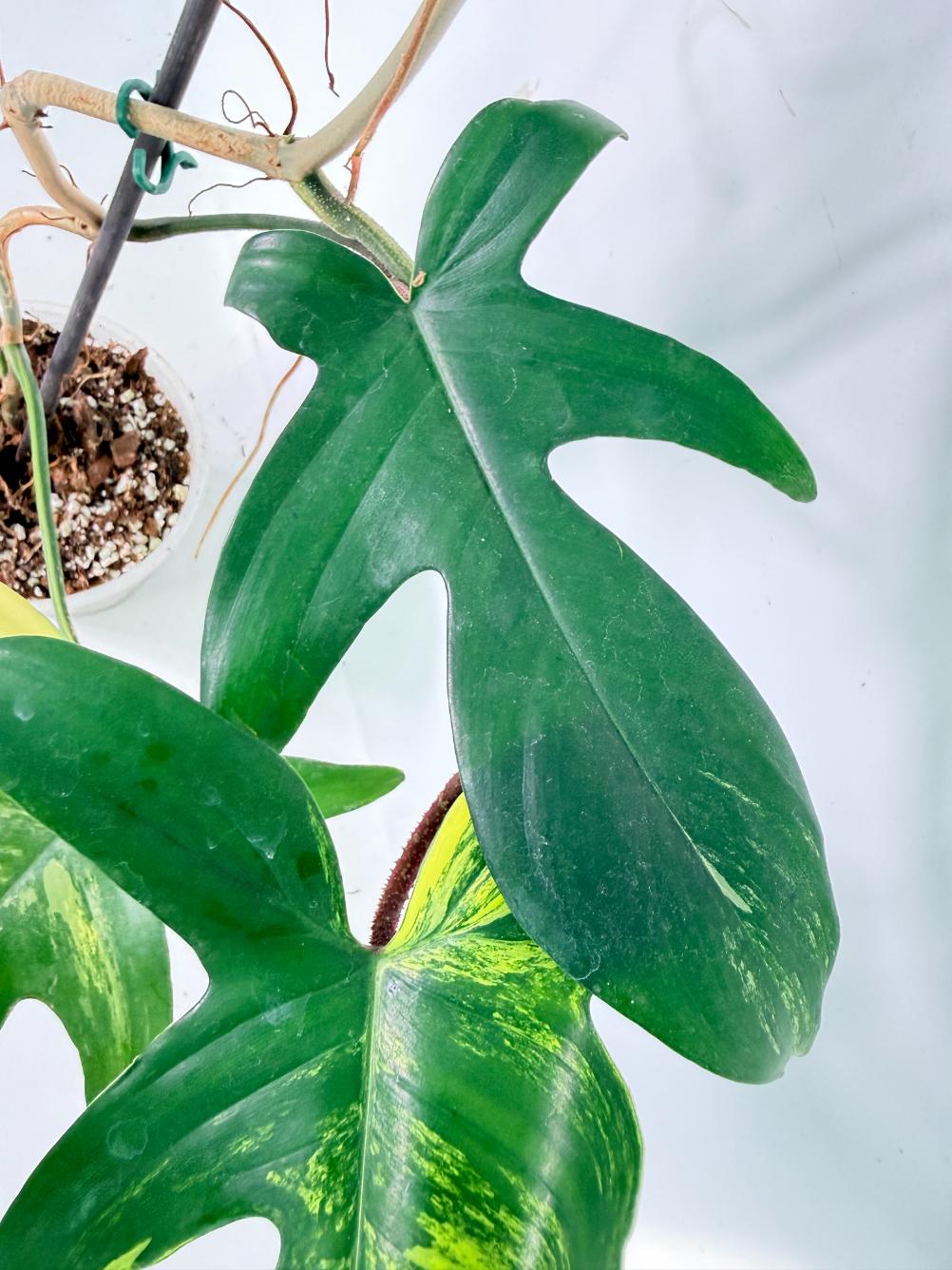 Philodendron Florida Beauty Variegata 09