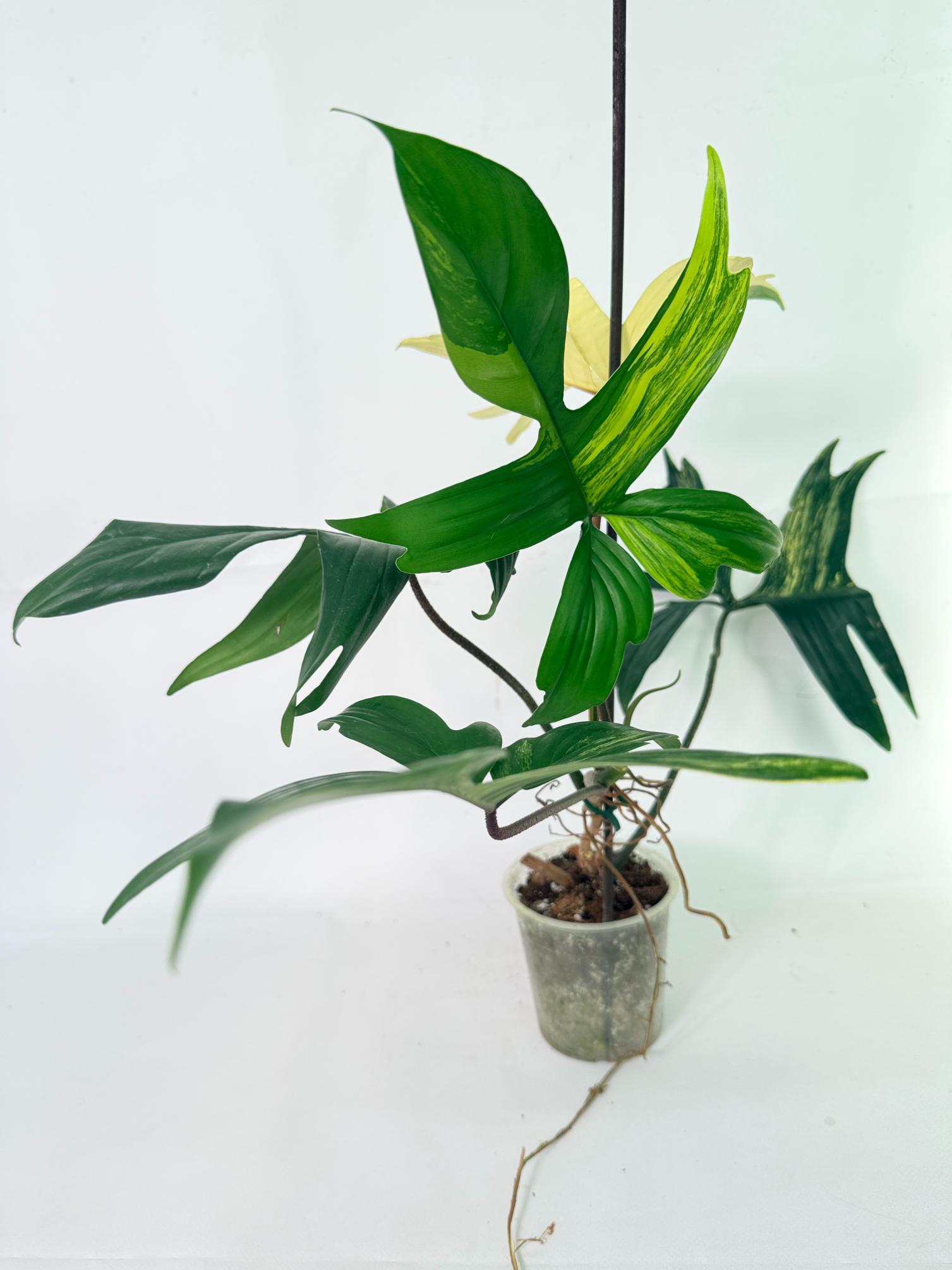 Philodendron Florida Beauty Variegata 08