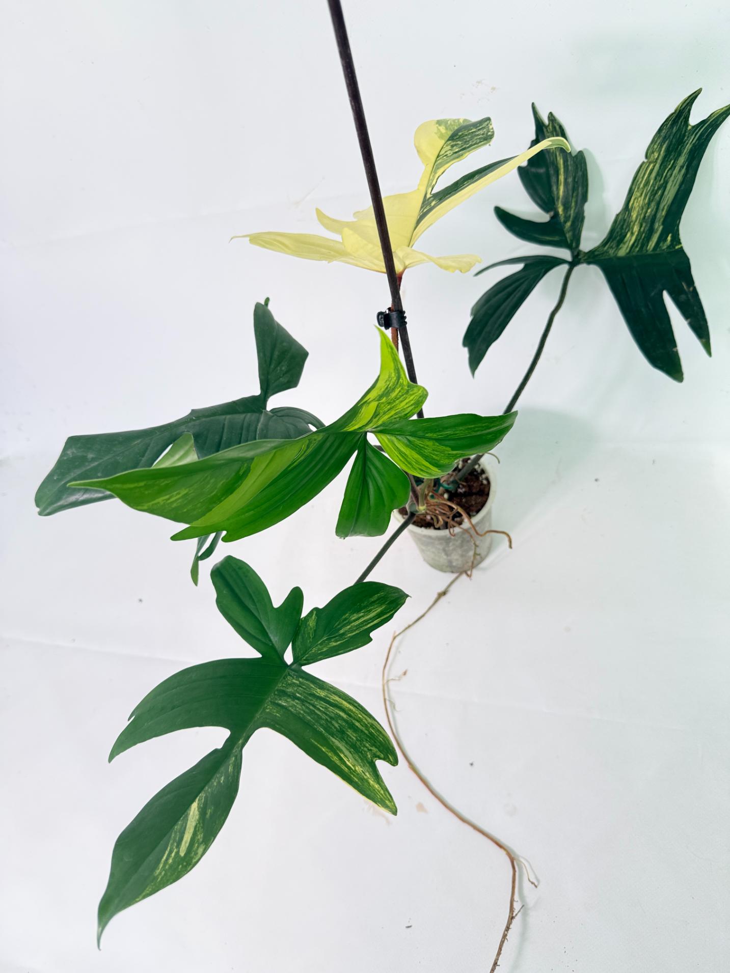 Philodendron Florida Beauty Variegata09