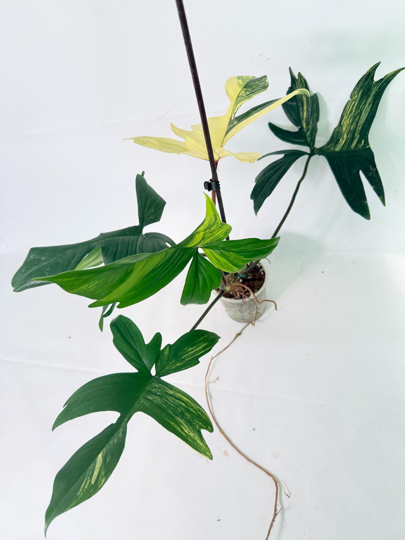 Philodendron Florida Beauty Variegata 10