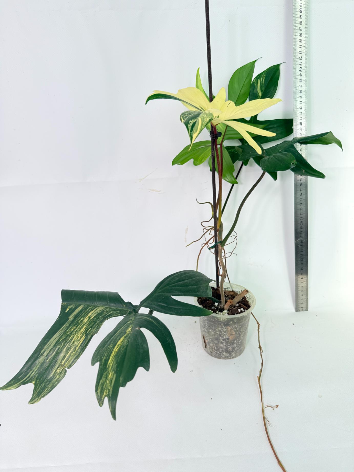 Philodendron Florida Beauty Variegata 01