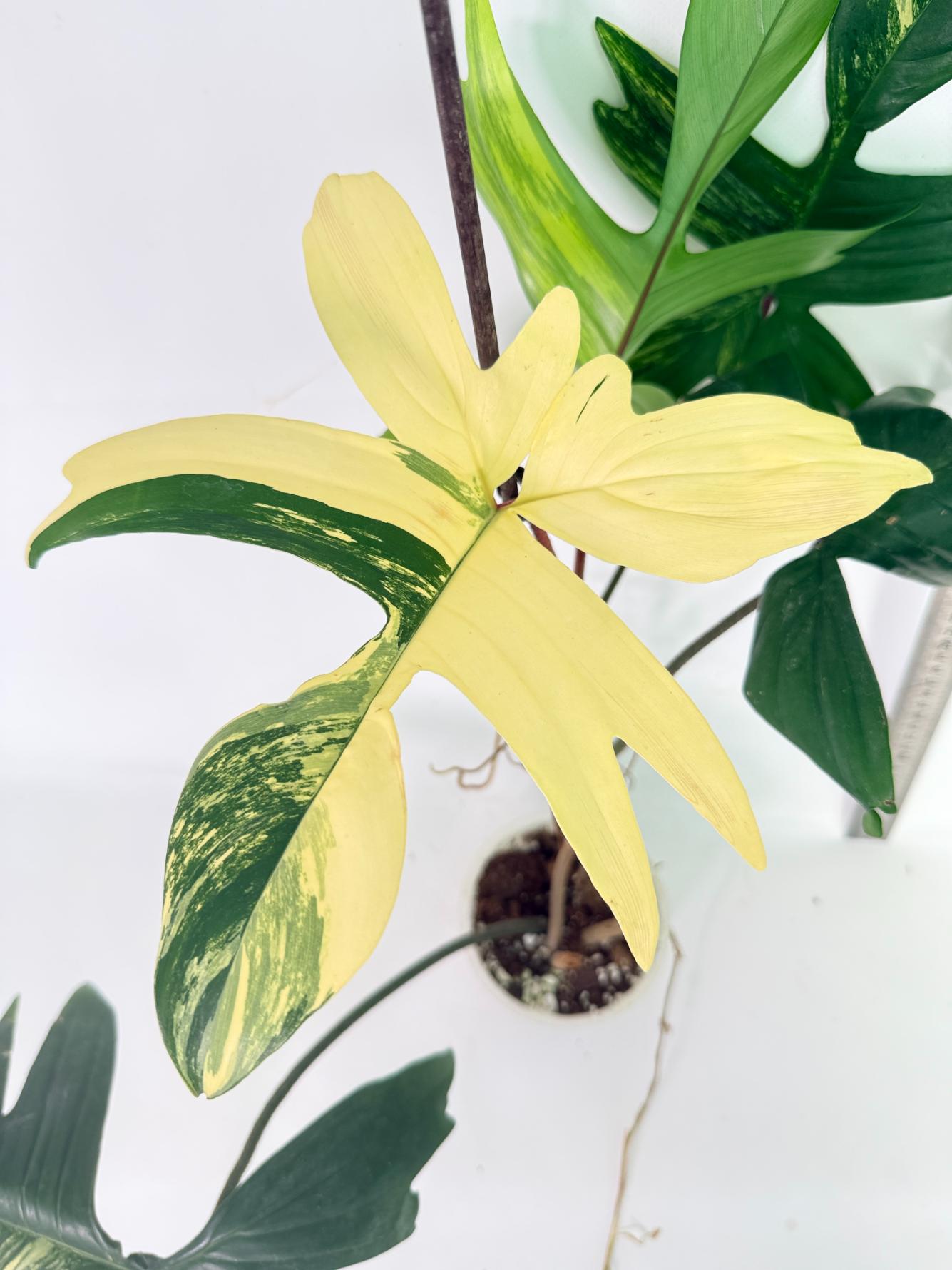 Philodendron Florida Beauty Variegata02