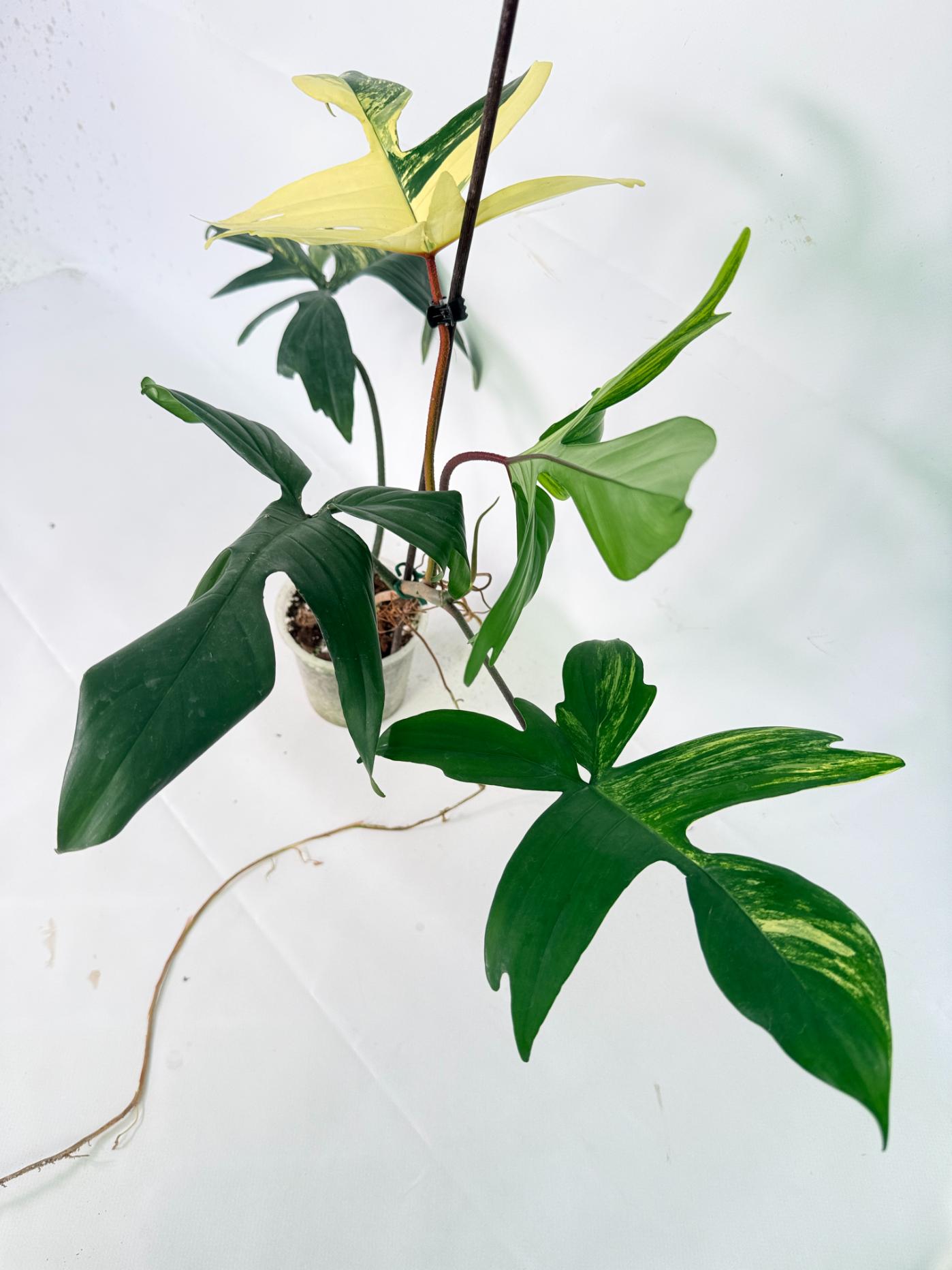 Philodendron Florida Beauty Variegata 03