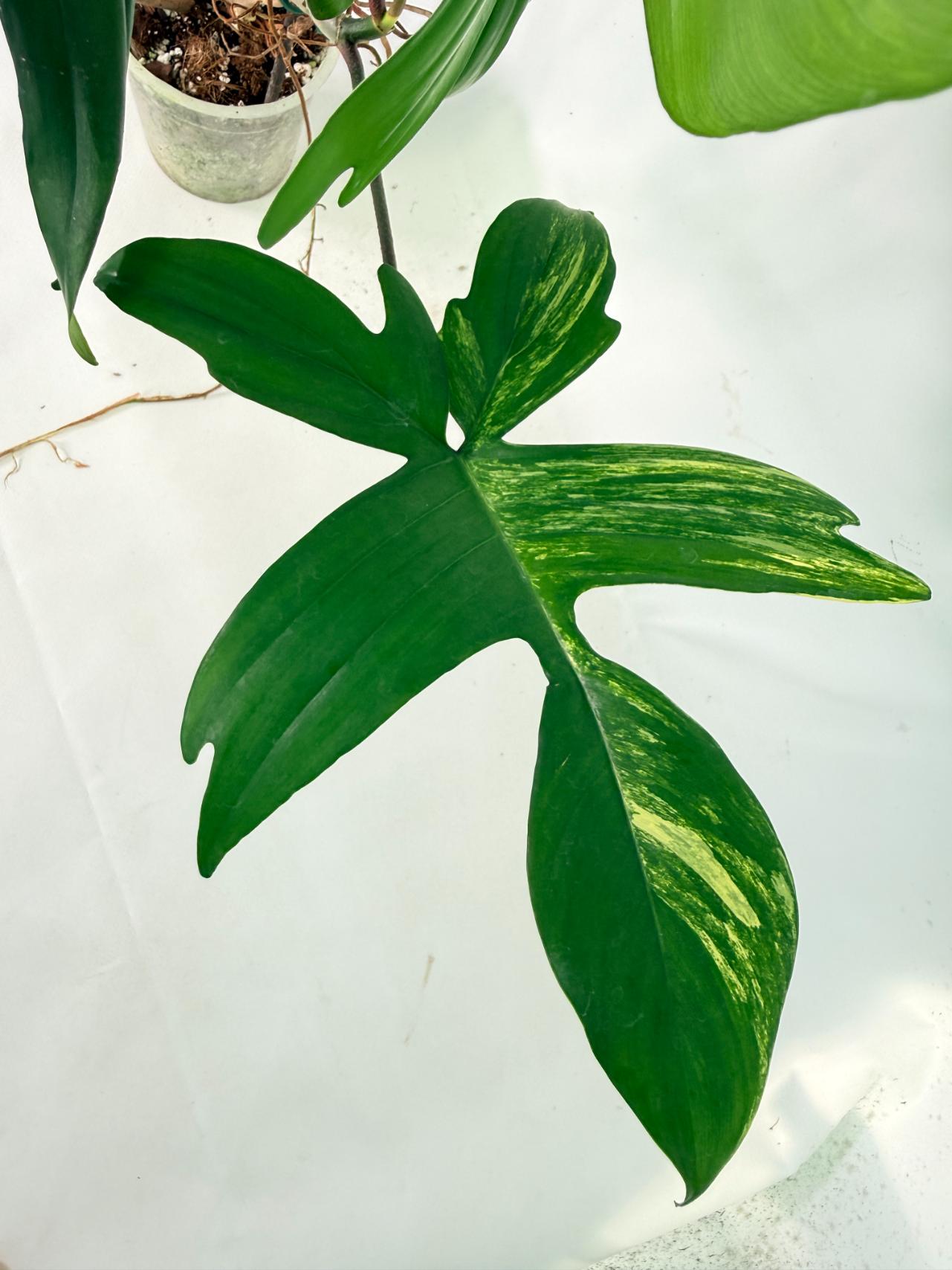 Philodendron Florida Beauty Variegata04