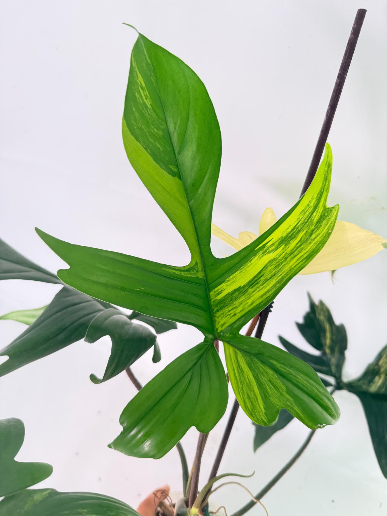 Philodendron Florida Beauty Variegata 05