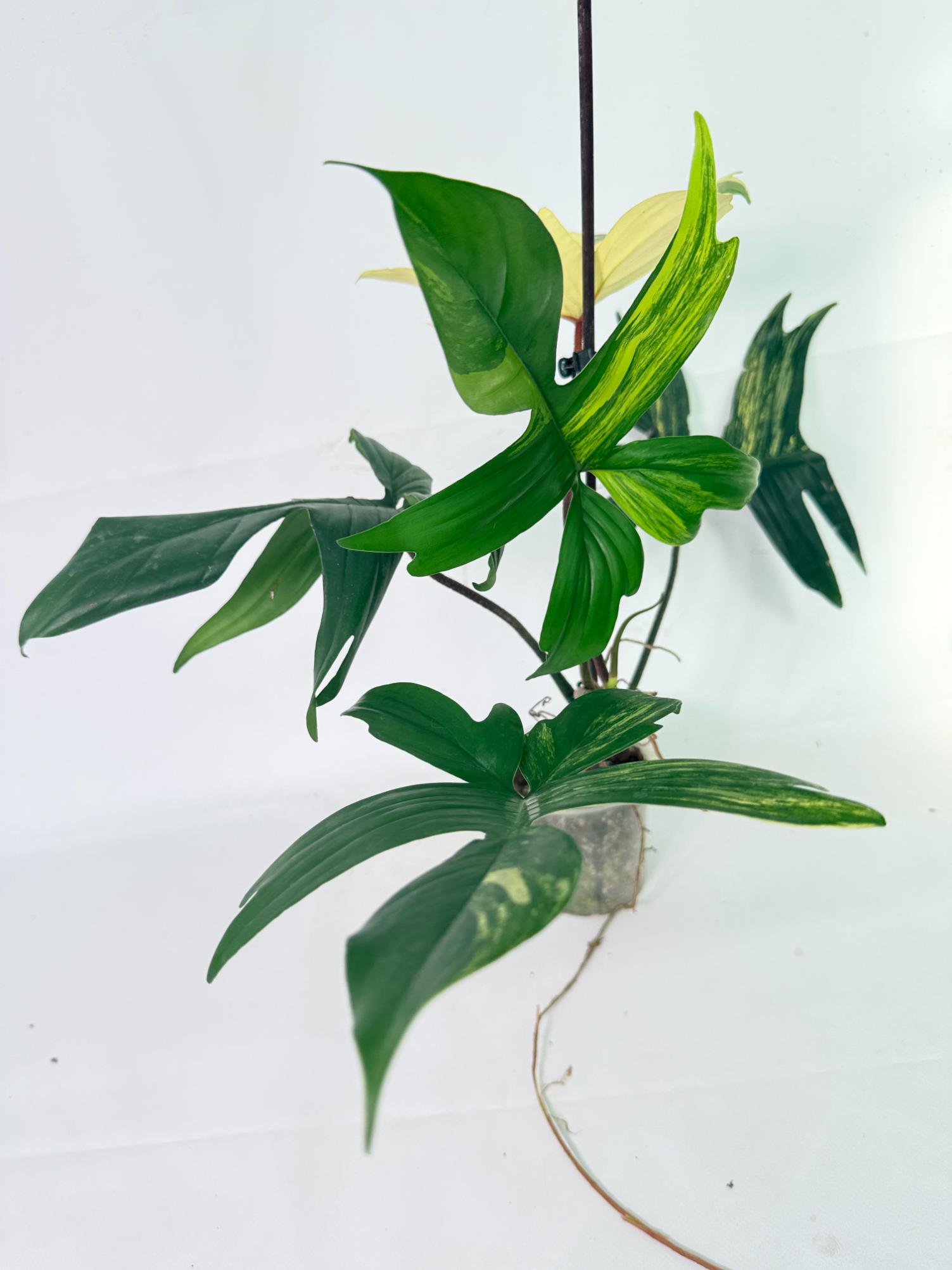 Philodendron Florida Beauty Variegata 07