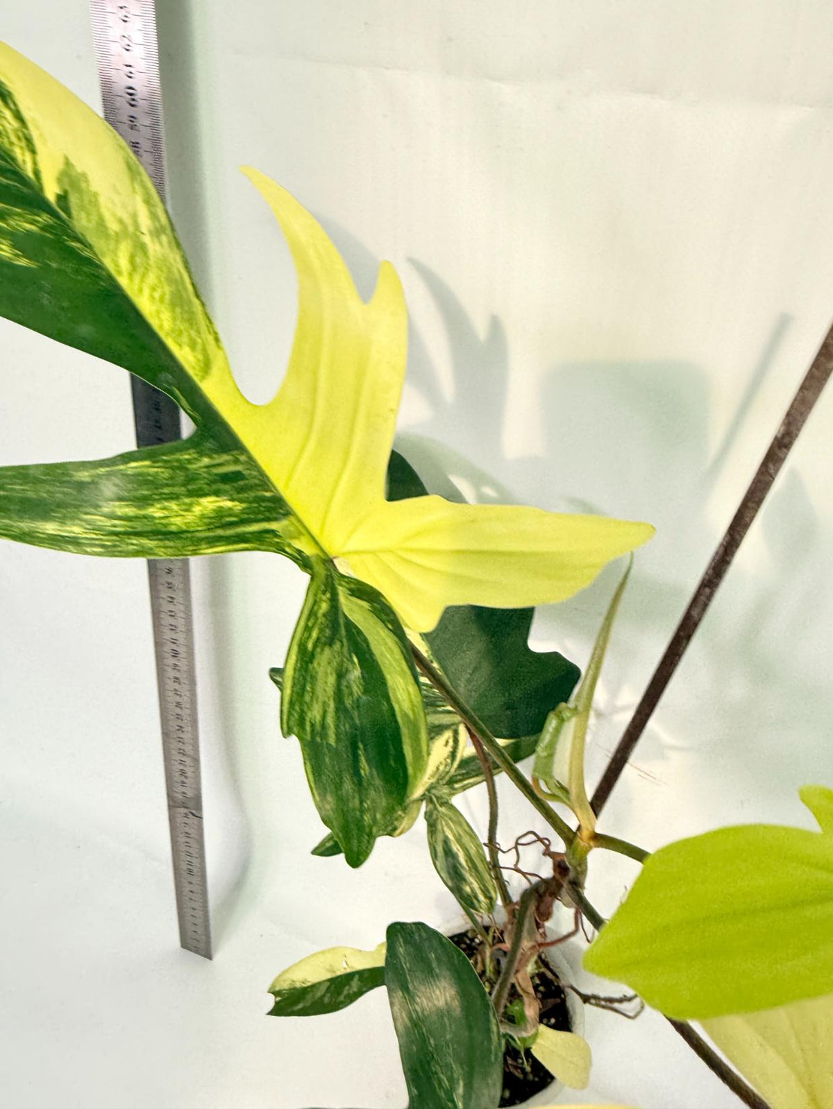Philodendron Florida Beauty Variegata 5