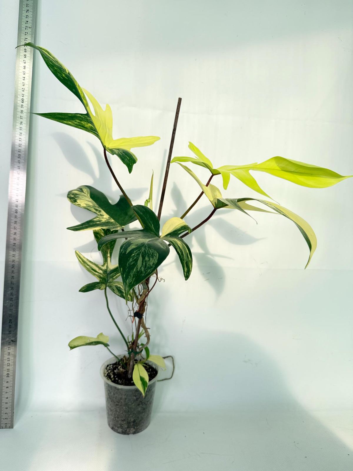 Philodendron Florida Beauty Variegata 9