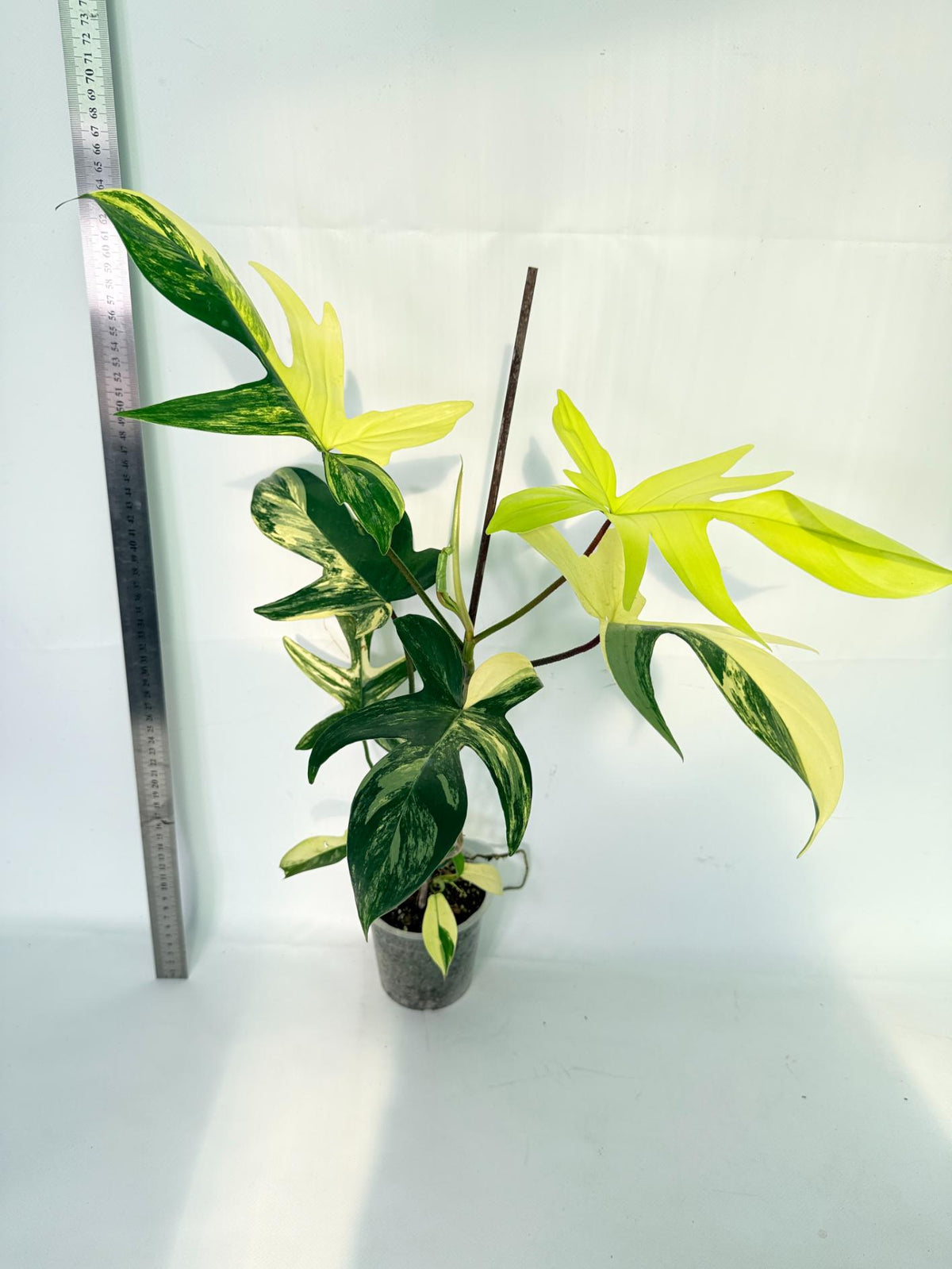 Philodendron Florida Beauty Variegata 10