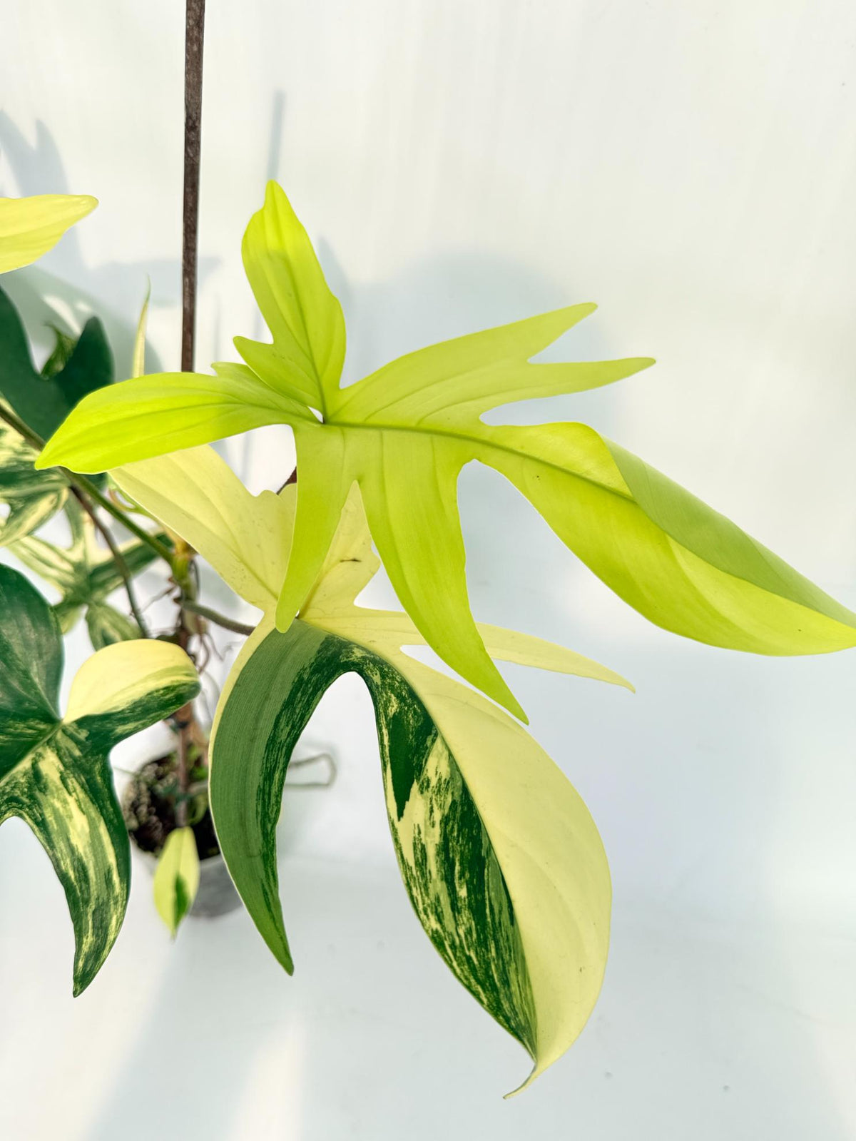 Philodendron Florida Beauty Variegata 11