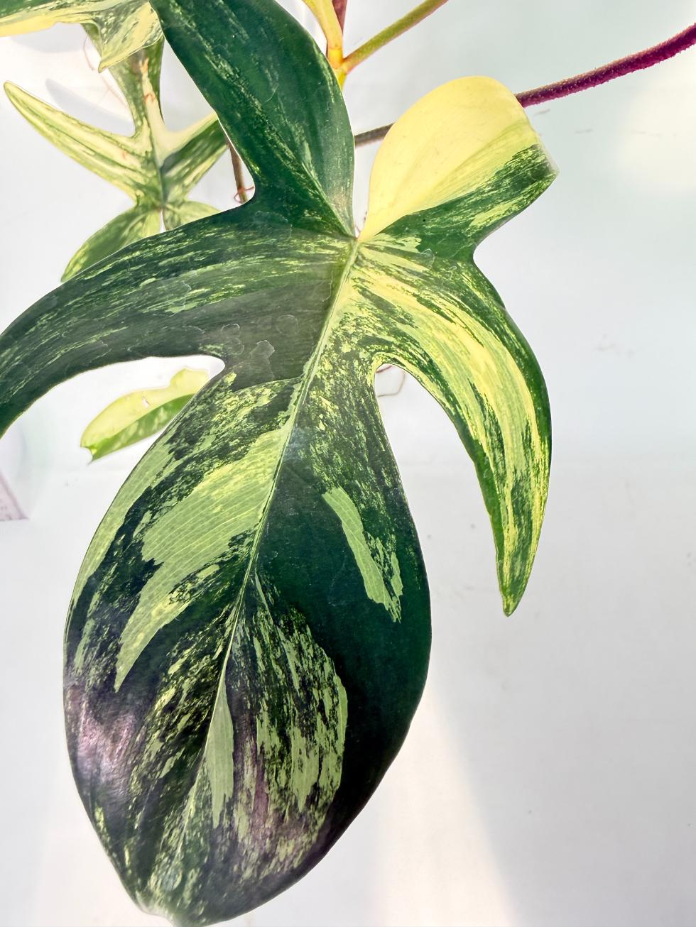 Philodendron Florida Beauty Variegata 6