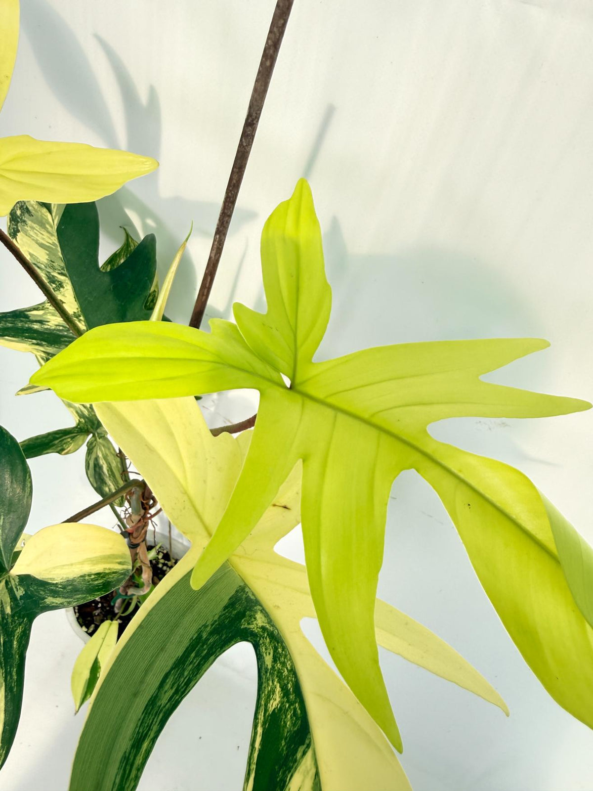 Philodendron Florida Beauty Variegata 