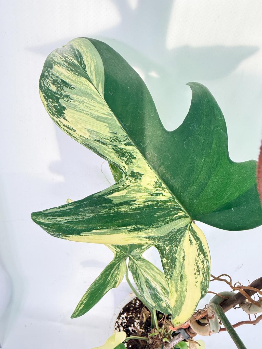 Philodendron Florida Beauty Variegata 7
