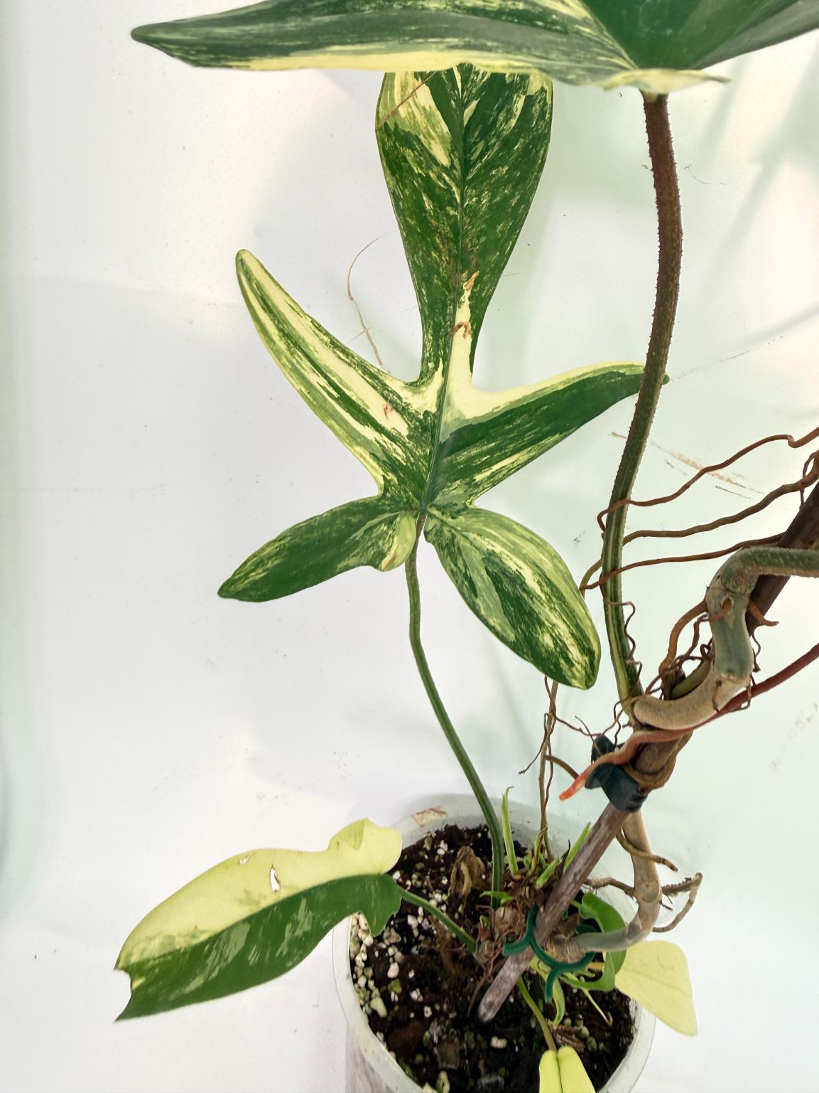 Philodendron Florida Beauty Variegata 8