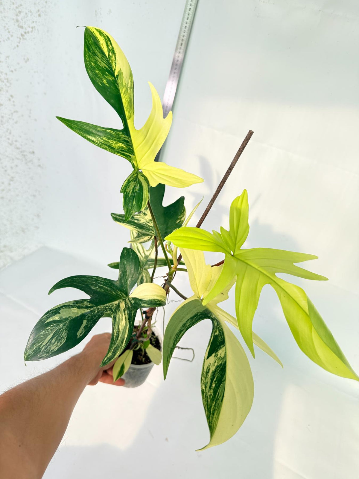 Philodendron Florida Beauty Variegata 1
