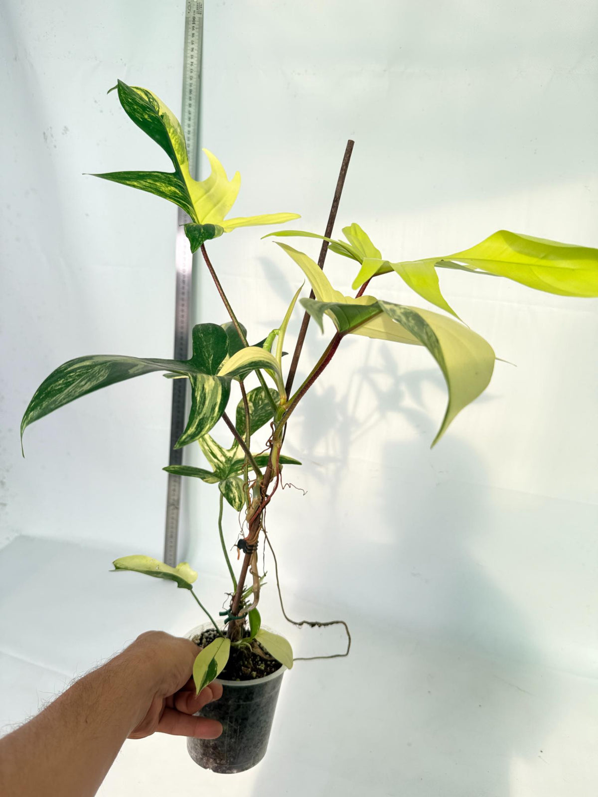 Philodendron Florida Beauty Variegata 4