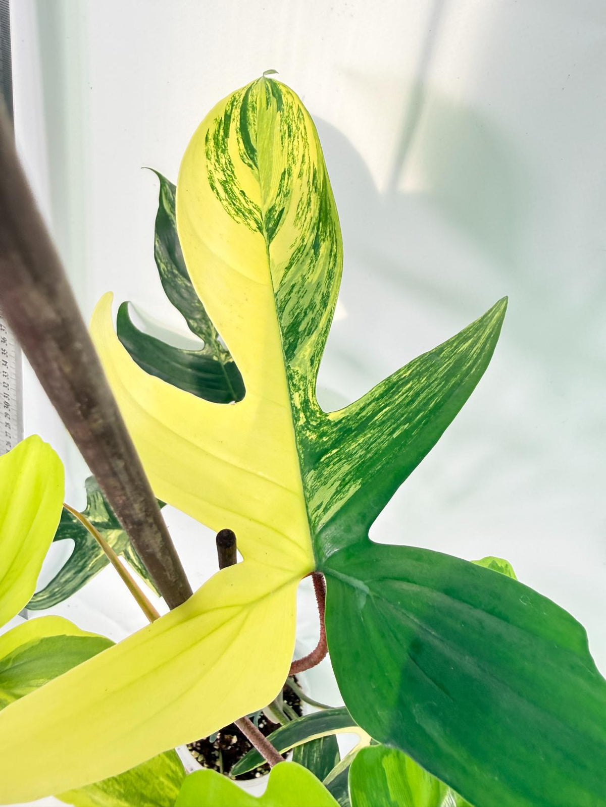 Philodendron Florida Beauty Variegata 2