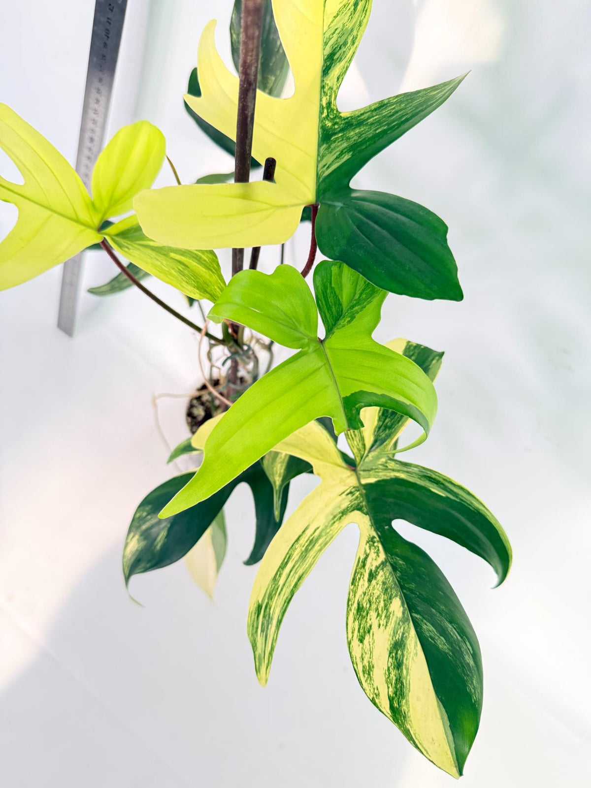 Philodendron Florida Beauty Variegata 3