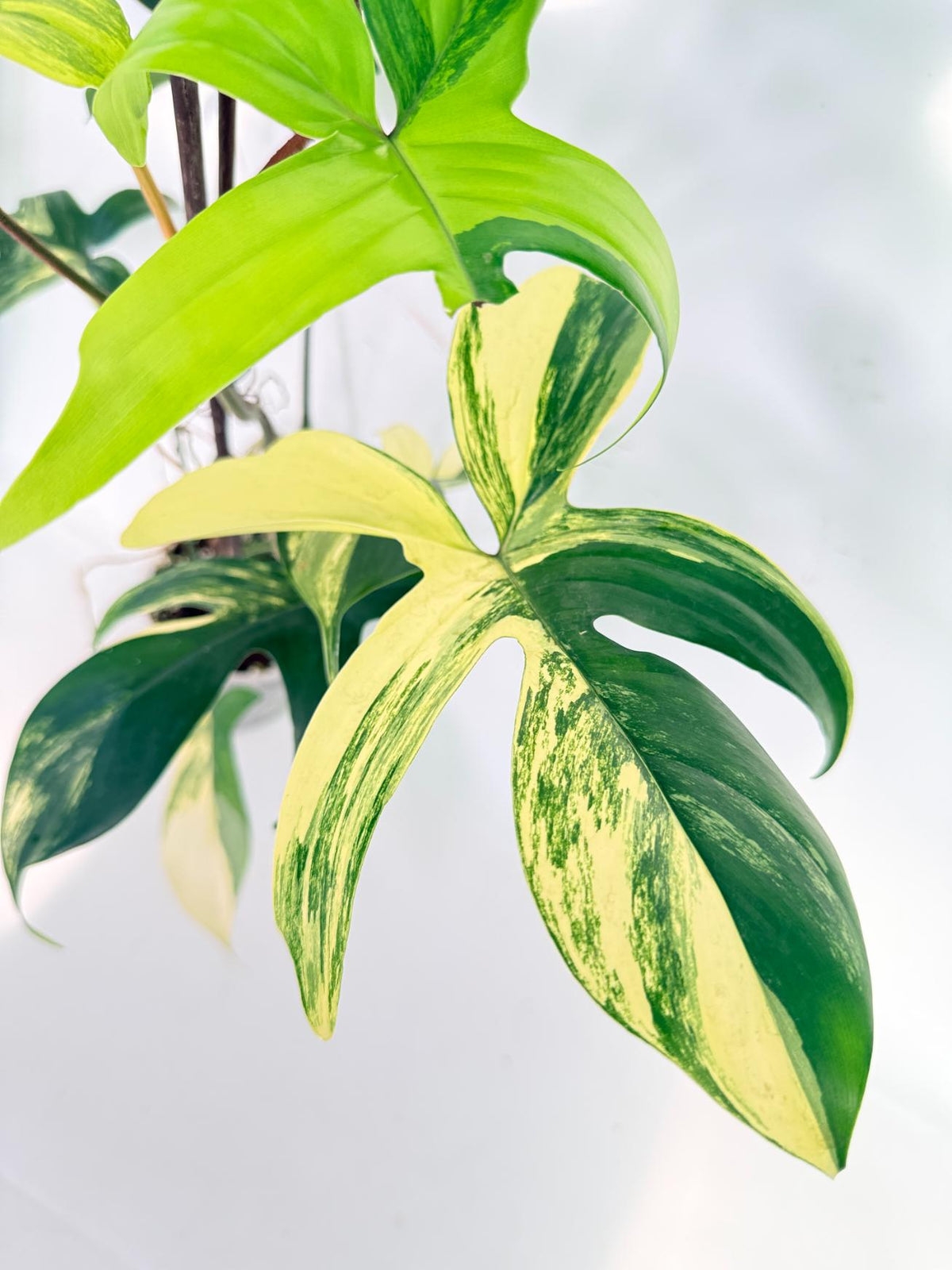 Philodendron Florida Beauty Variegata 7
