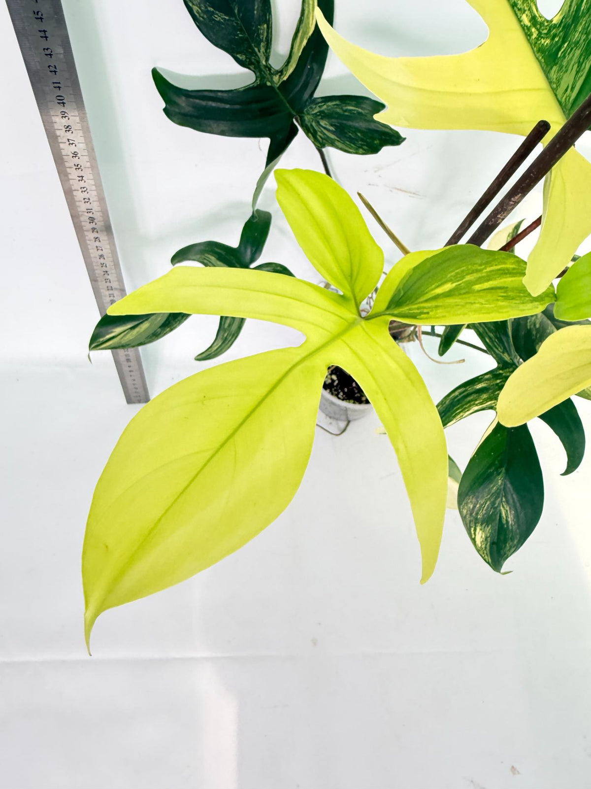 Philodendron Florida Beauty Variegata 5