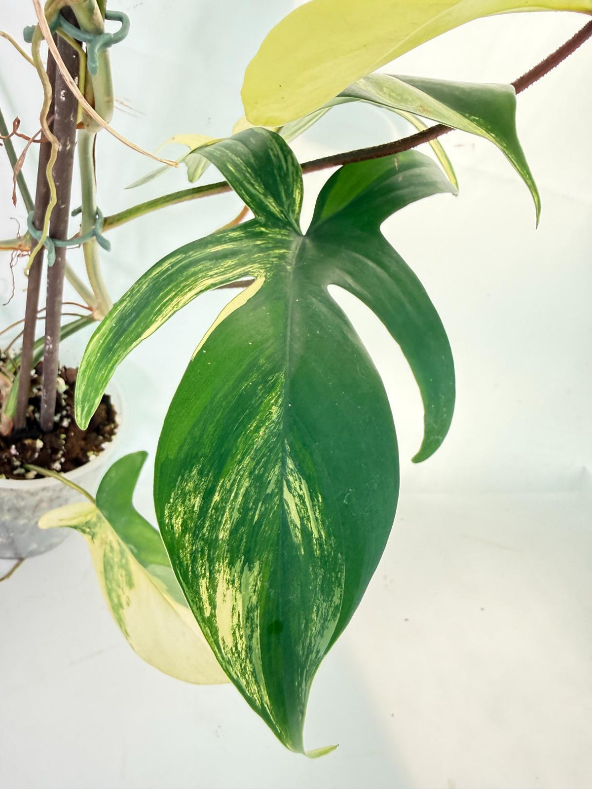 Philodendron Florida Beauty Variegata 10