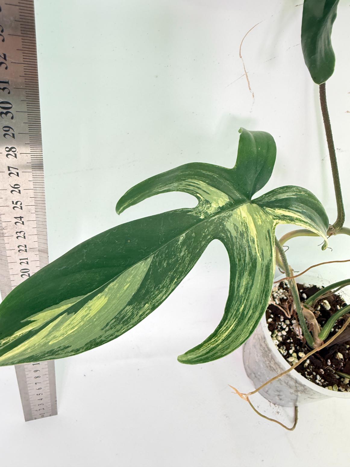 Philodendron Florida Beauty Variegata 4
