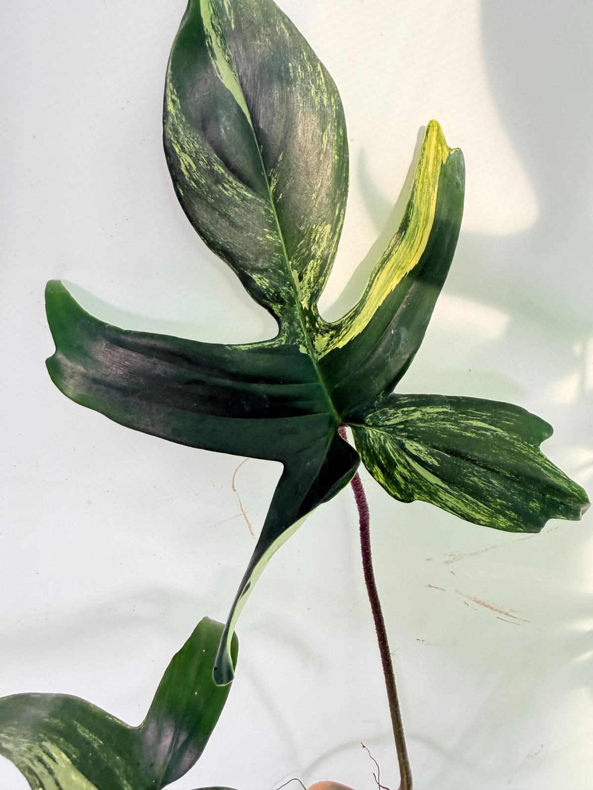Philodendron Florida Beauty Variegata 11