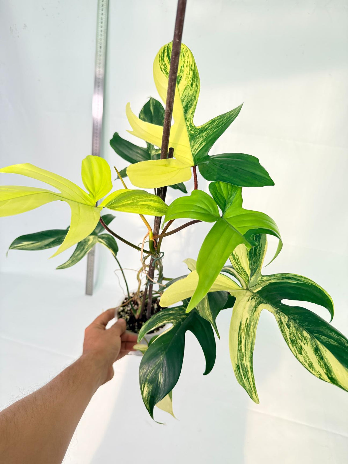Philodendron Florida Beauty Variegata 6