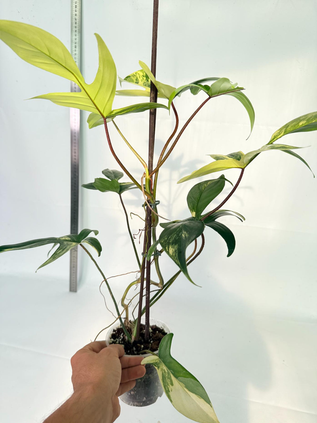 Philodendron Florida Beauty Variegata 8