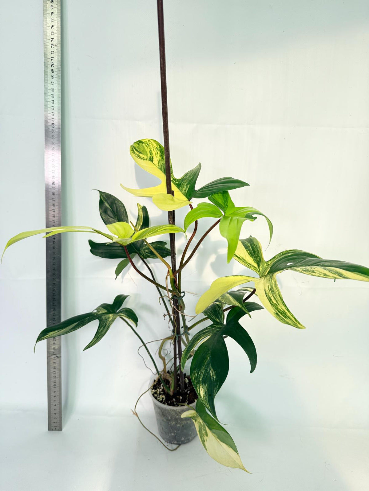 Philodendron Florida Beauty Variegata 9