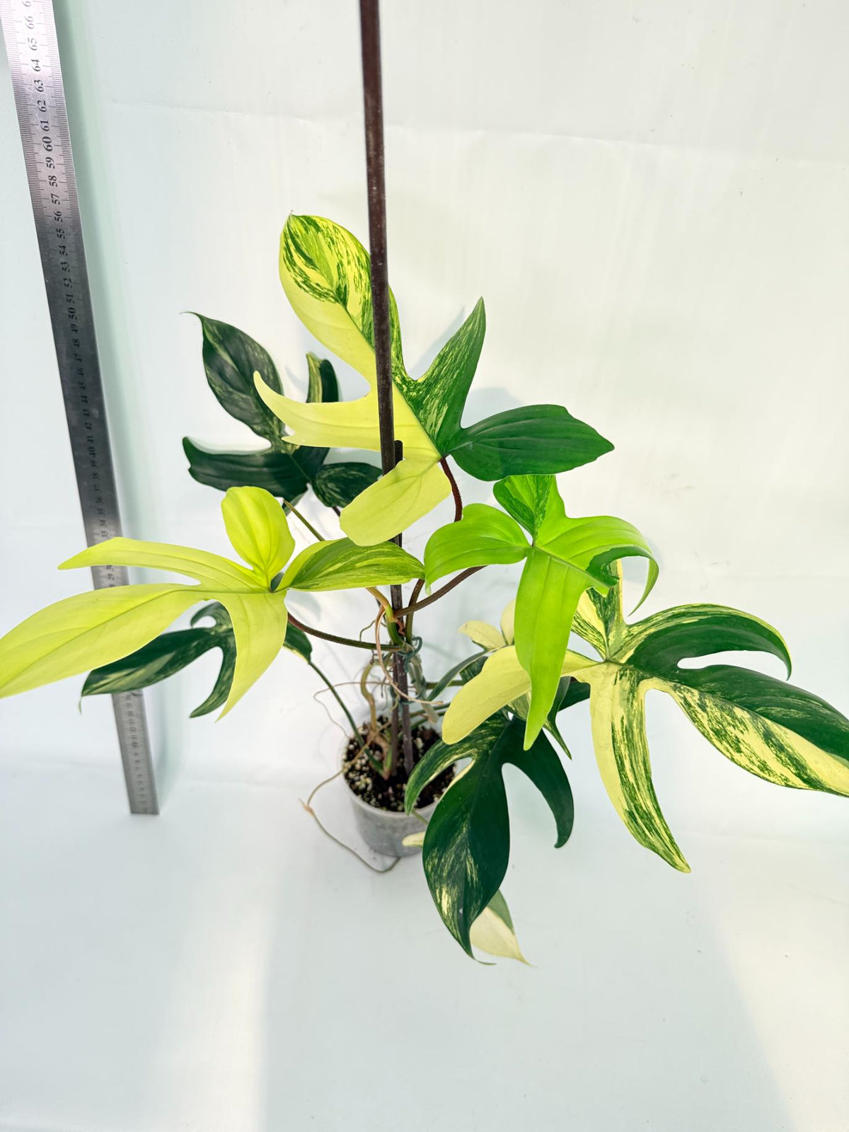 Philodendron Florida Beauty Variegata 1