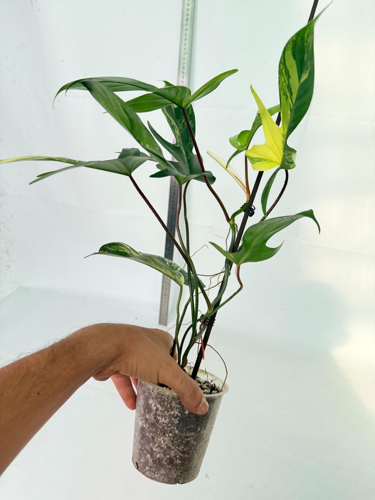 Philodendron Florida Beauty Variegata 9