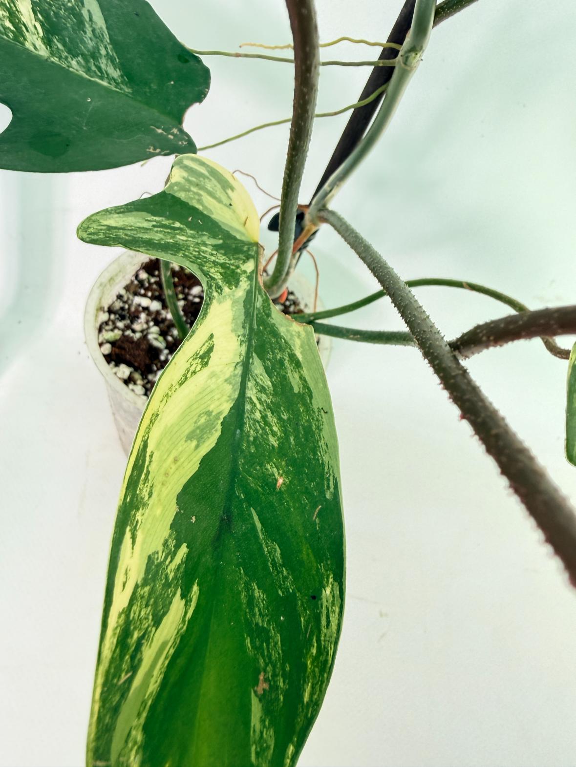 Philodendron Florida Beauty Variegata 7