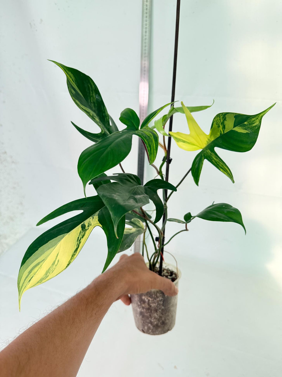 Philodendron Florida Beauty Variegata 8