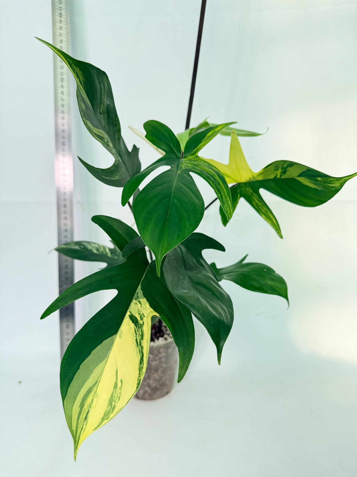 Philodendron Florida Beauty Variegata 3