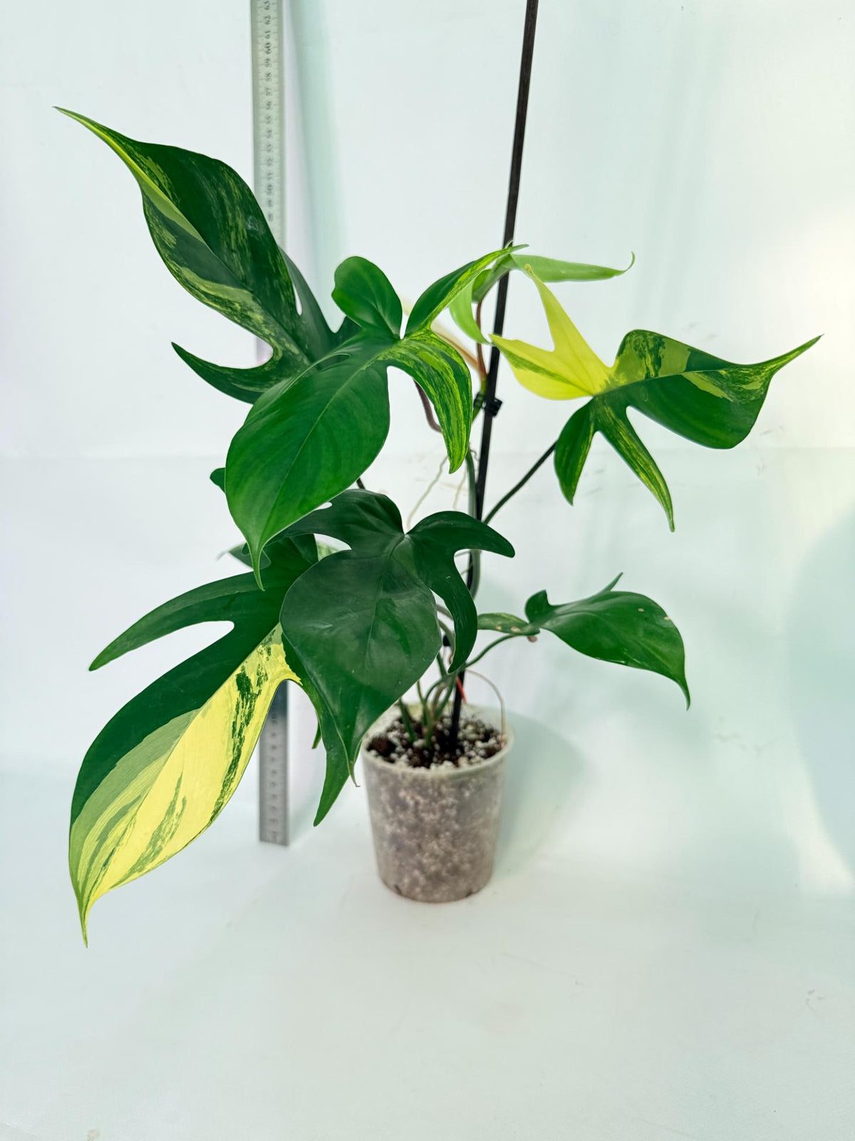 Philodendron Florida Beauty Variegata 1