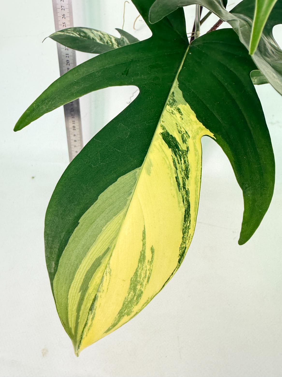 Philodendron Florida Beauty Variegata 2