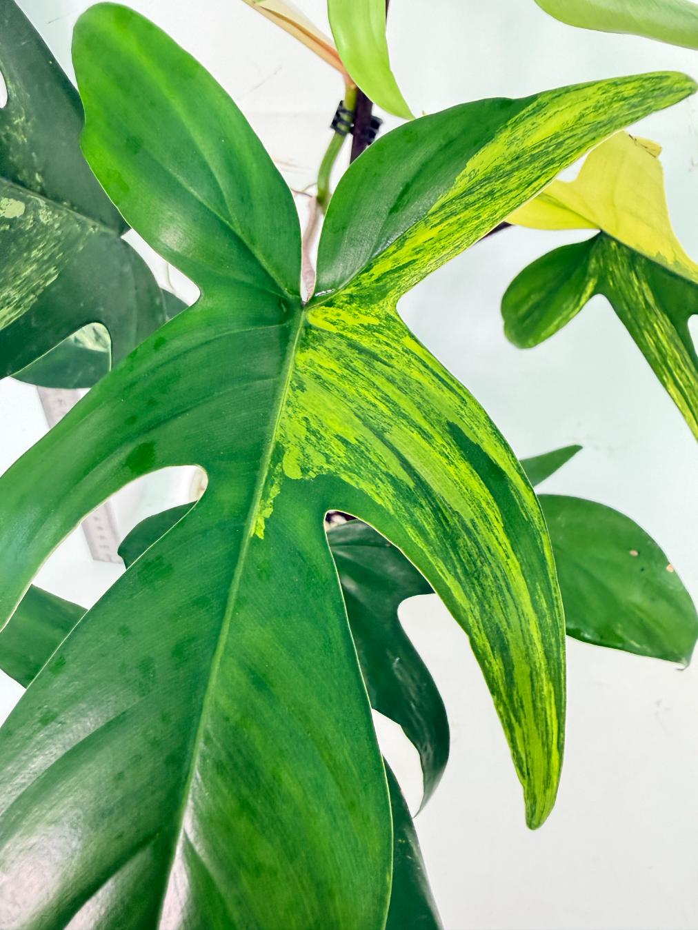 Philodendron Florida Beauty Variegata 4