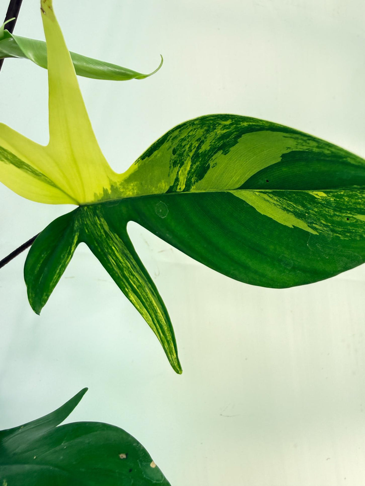 Philodendron Florida Beauty Variegata 5