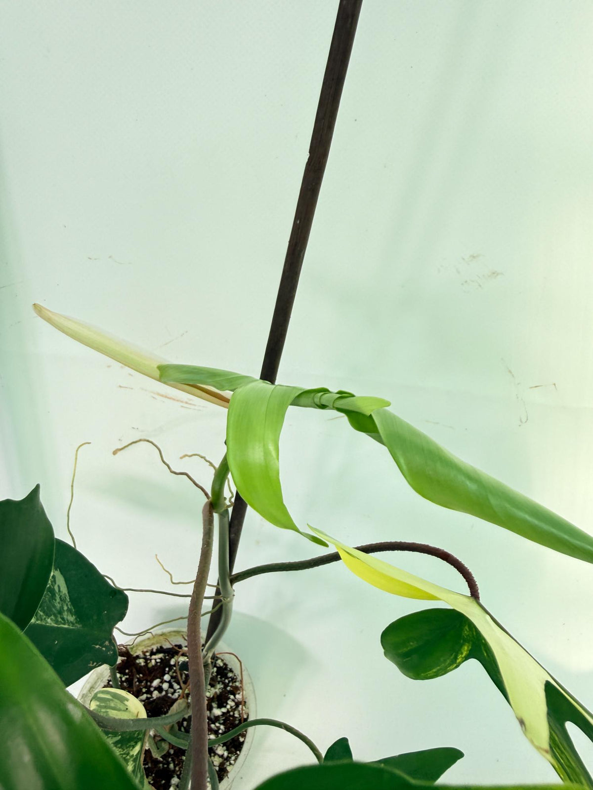 Philodendron Florida Beauty Variegata 10