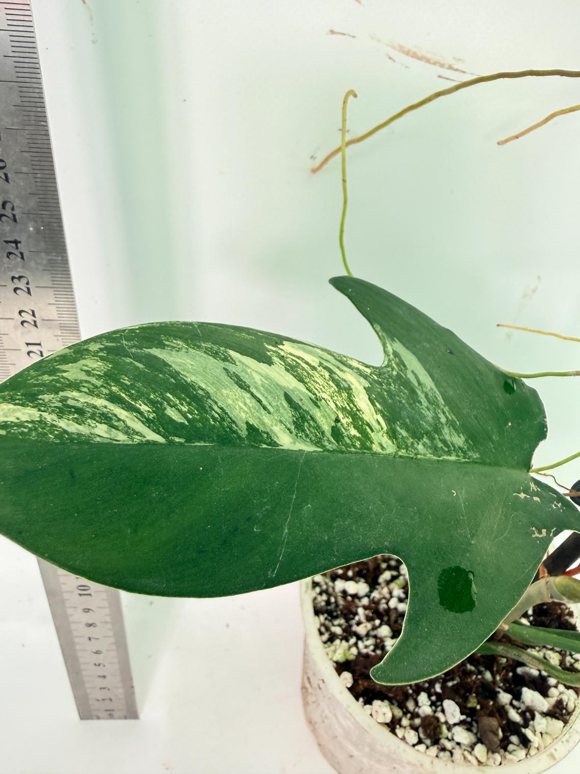 Philodendron Florida Beauty Variegata 6