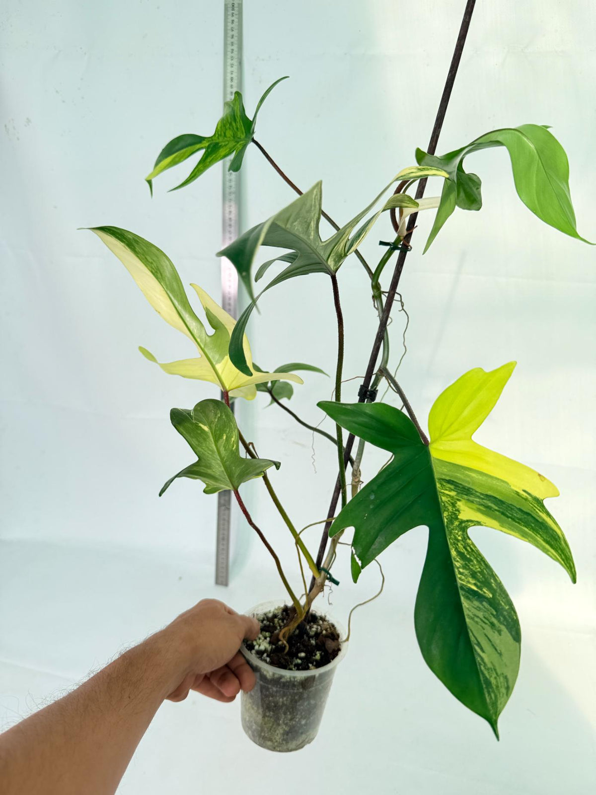Philodendron Florida Beauty Variegata 5