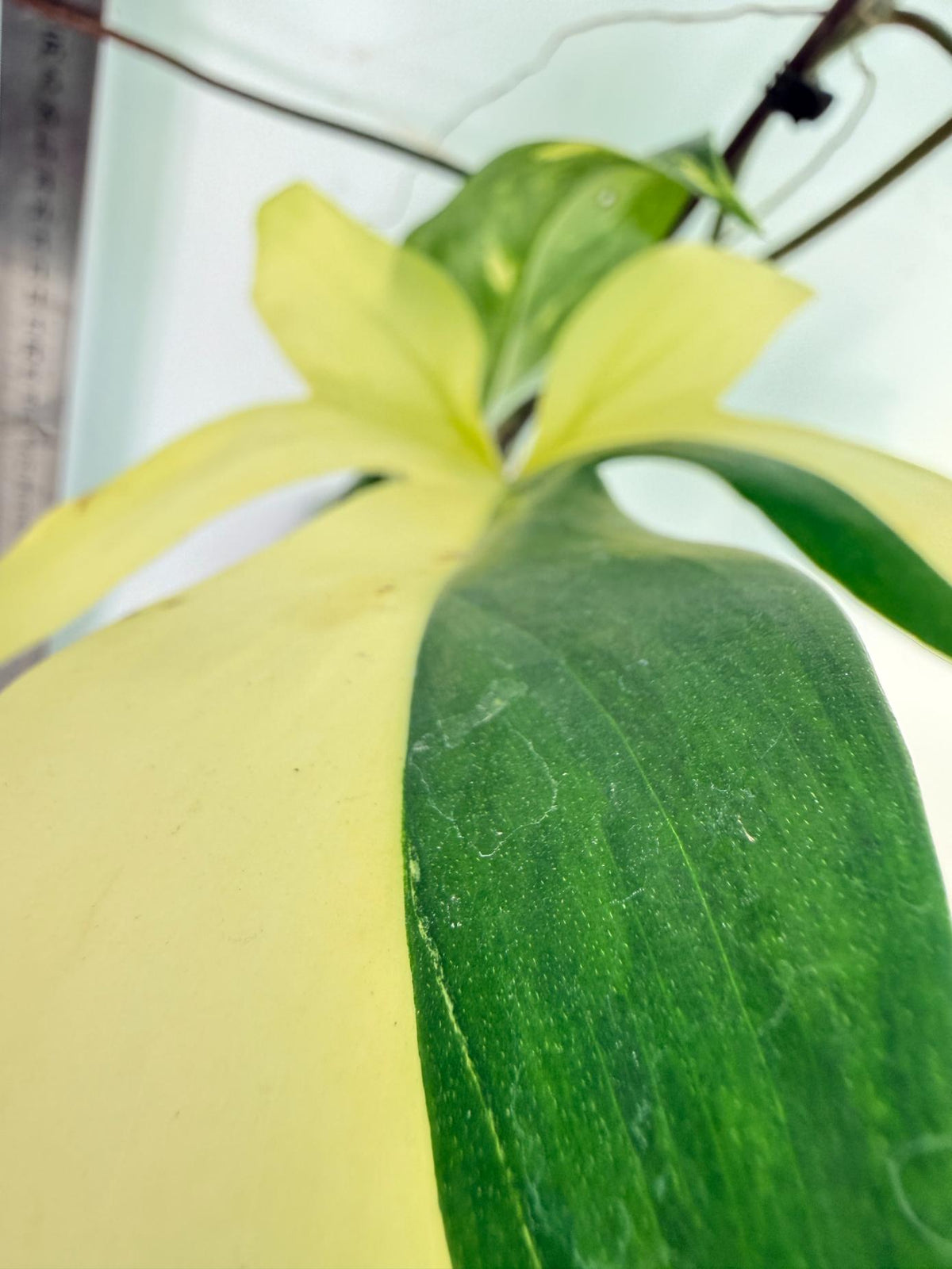 Philodendron Florida Beauty Variegata 9