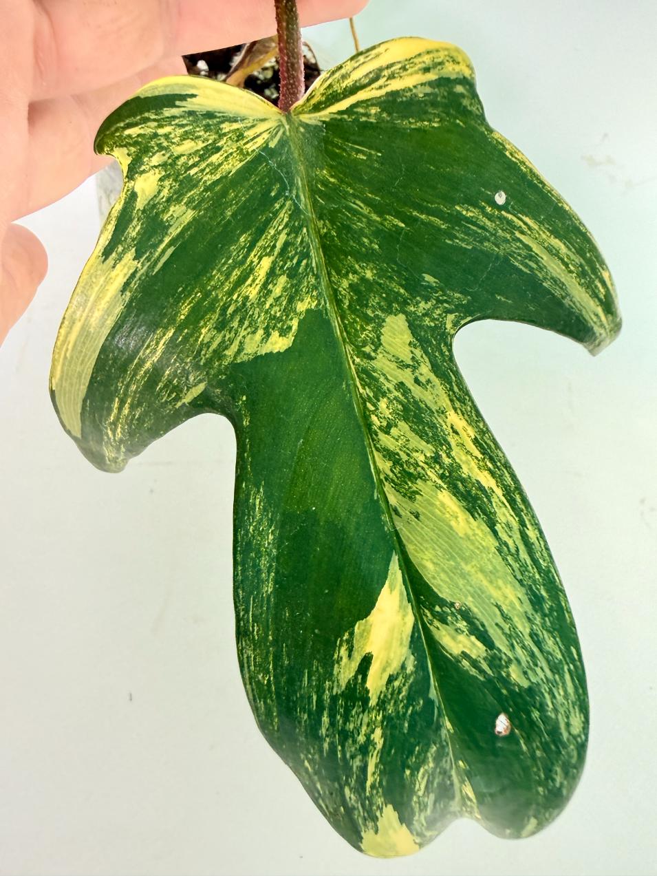 Philodendron Florida Beauty Variegata 10