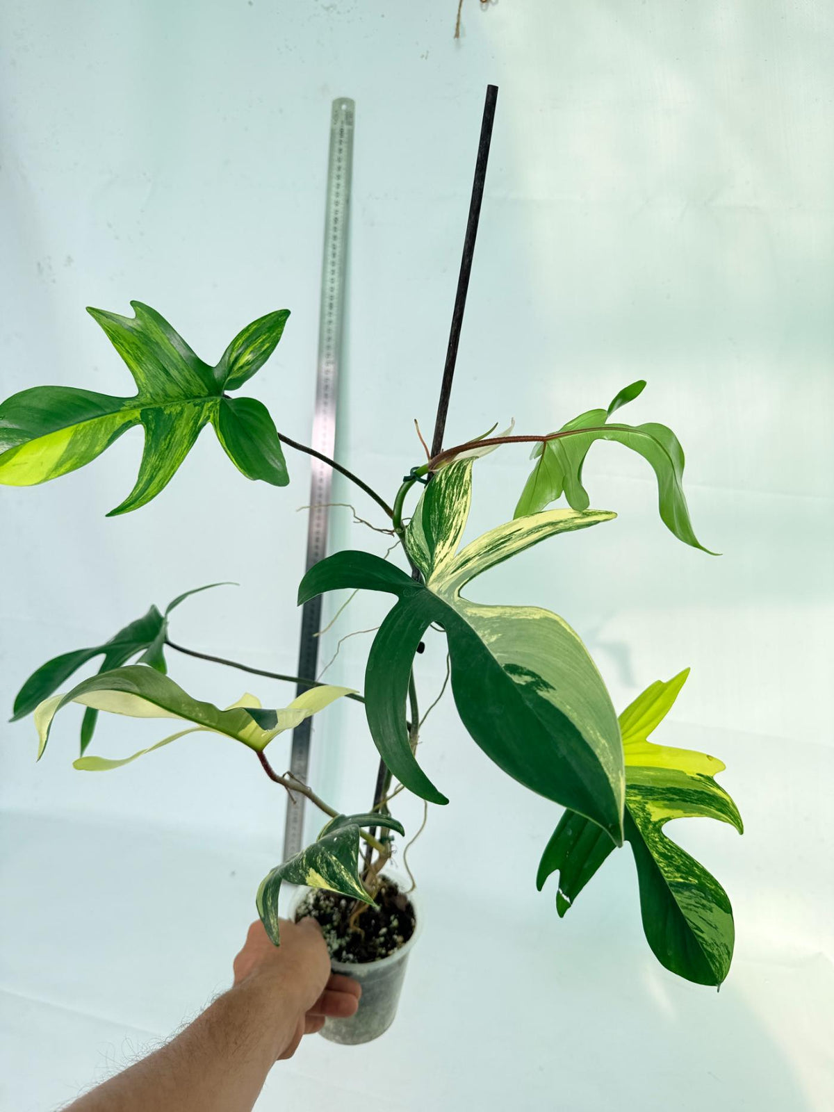 Philodendron Florida Beauty Variegata 11
