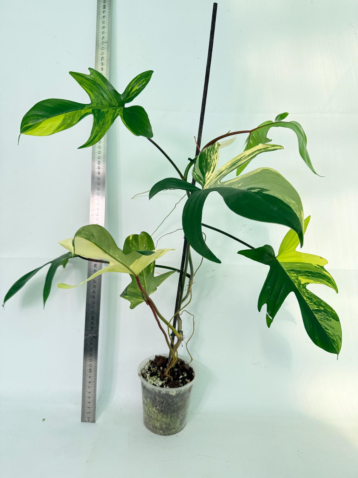 Philodendron Florida Beauty Variegata 1