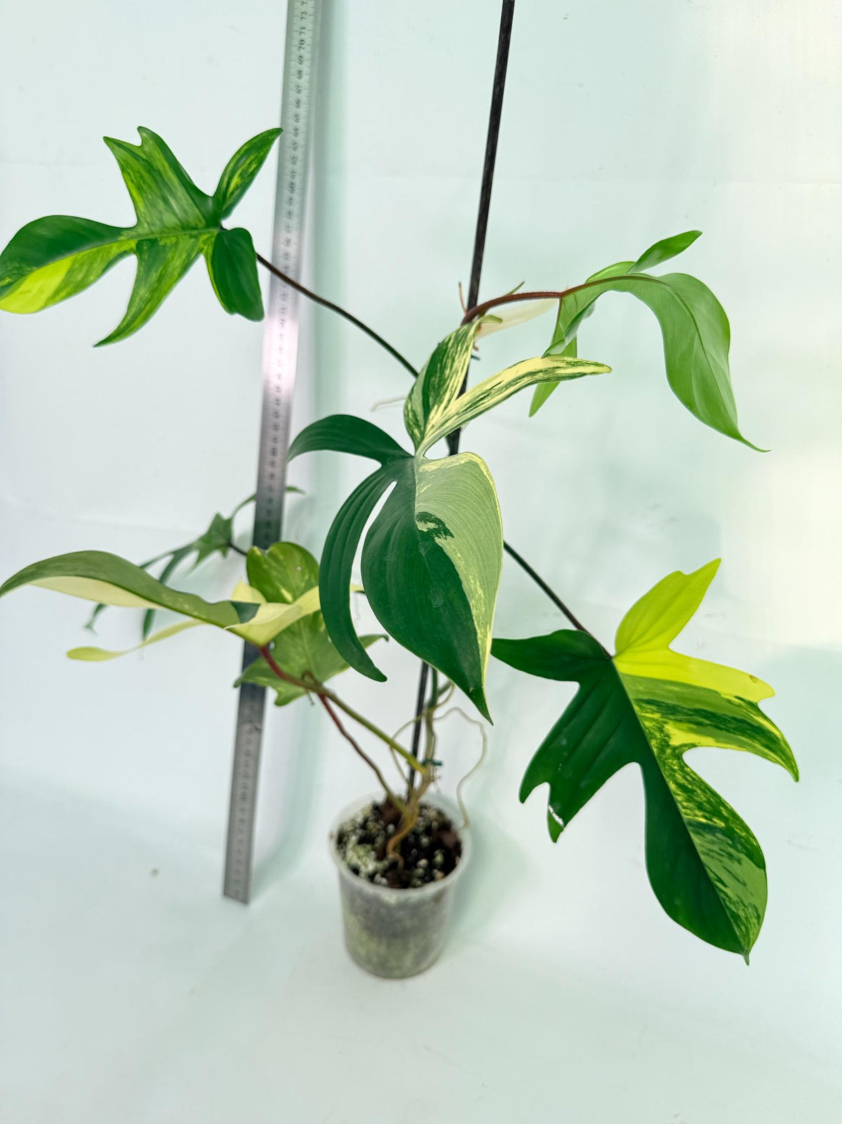 Philodendron Florida Beauty Variegata 3