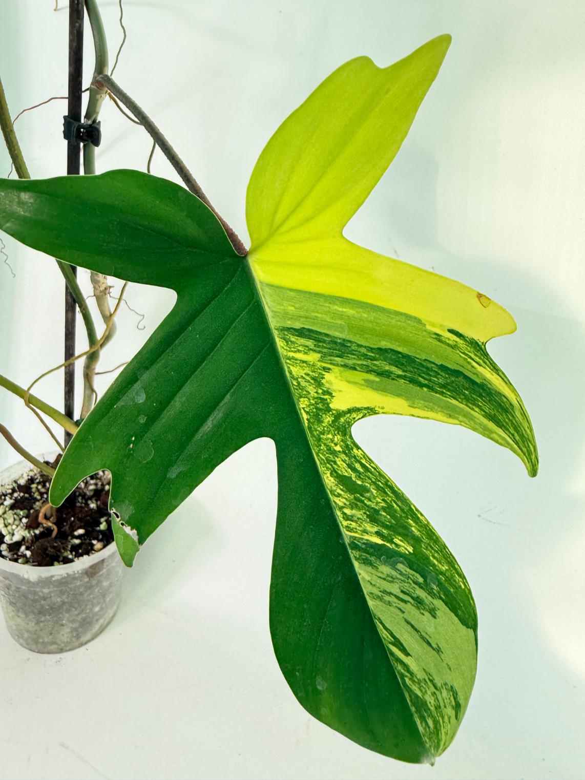 Philodendron Florida Beauty Variegata 2
