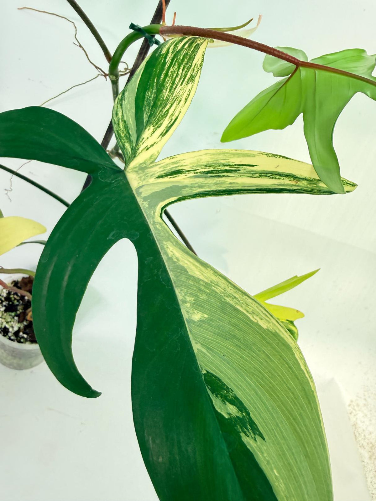 Philodendron Florida Beauty Variegata 6